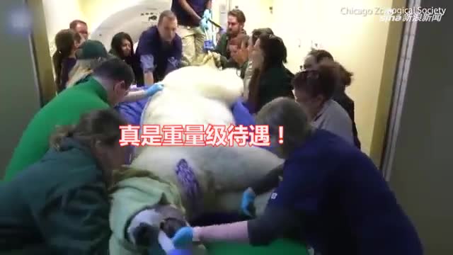 视频-动物园给900斤北极熊做CT 用推土机铲起