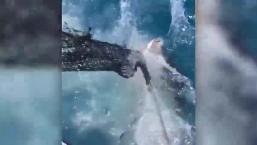 视频：渔船和鲨鱼近距离接触 鲨鱼死咬渔网不放