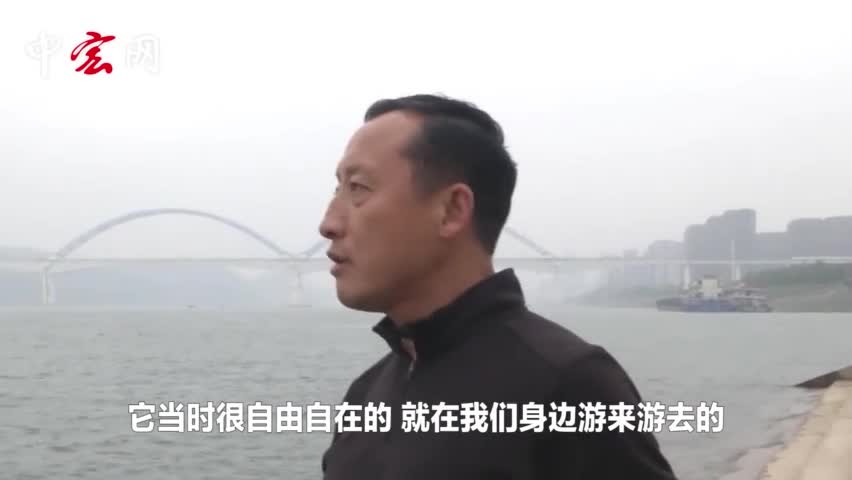 视频-惊喜邂逅！长江“精灵”江豚与游泳者嬉戏