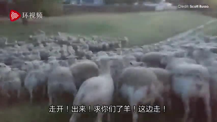 视频-女儿想看羊长啥样: 爸爸打开院门后羊群蜂拥