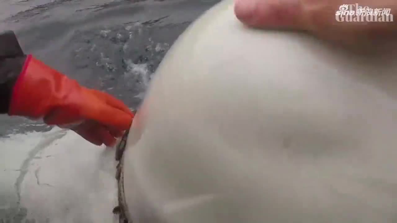 视频-白鲸举止奇怪骚扰挪威渔船 专家：或受过俄军