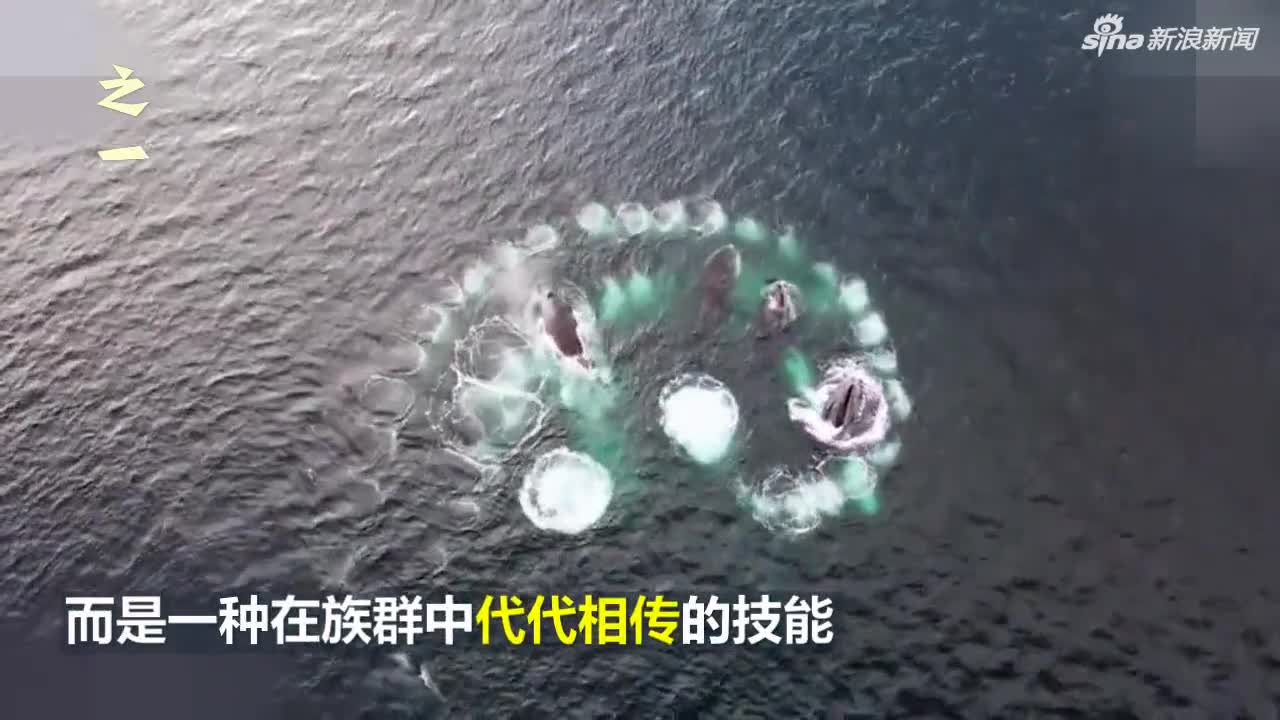 视频-座头鲸吐泡泡结网捕鱼大口吞下鱼群 空中拍下
