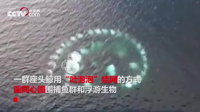 视频：震撼一幕！座头鲸集体吐泡泡结网捕鱼