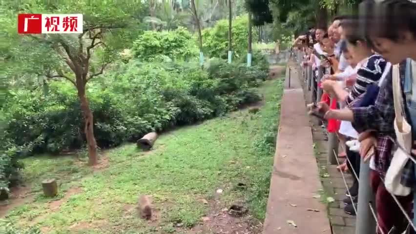 视频-浣熊吃到胖成了球 广州动物园呼吁游客：别再