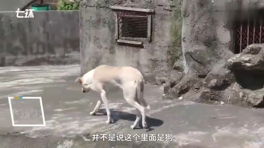 视频|武汉一动物园以狗充狼？回应：母狗作陪，让公