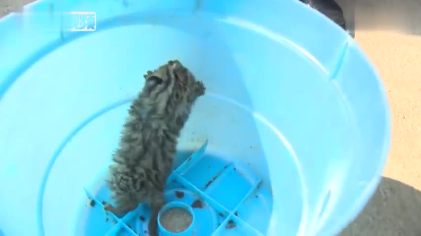 视频：萌哭了！小豹猫山中迷路 警民救助当“奶爸”