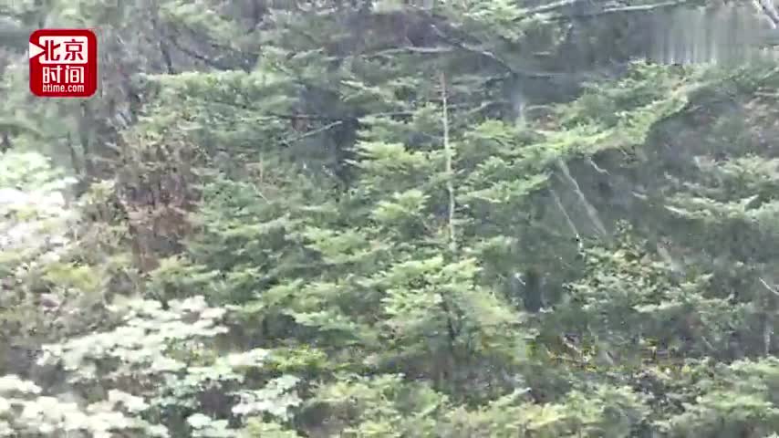 视频：立夏还是立冬？湖北神农架现五月飞雪