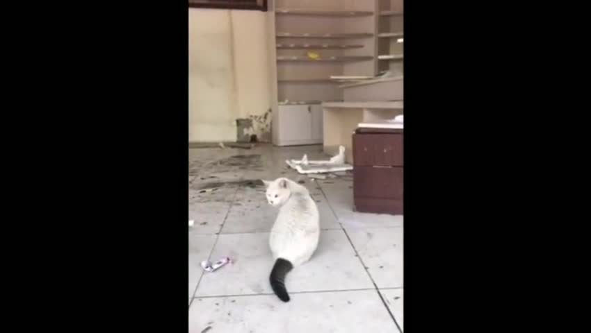 视频|忠义老猫被弃后独自守店一个多月 网友：养它
