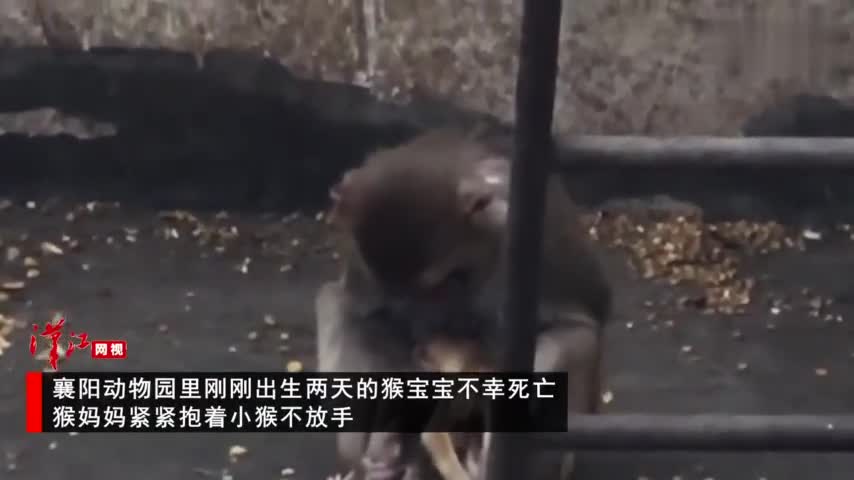 视频：心碎！小猴出生2天后不幸死亡 猴妈妈紧紧抱