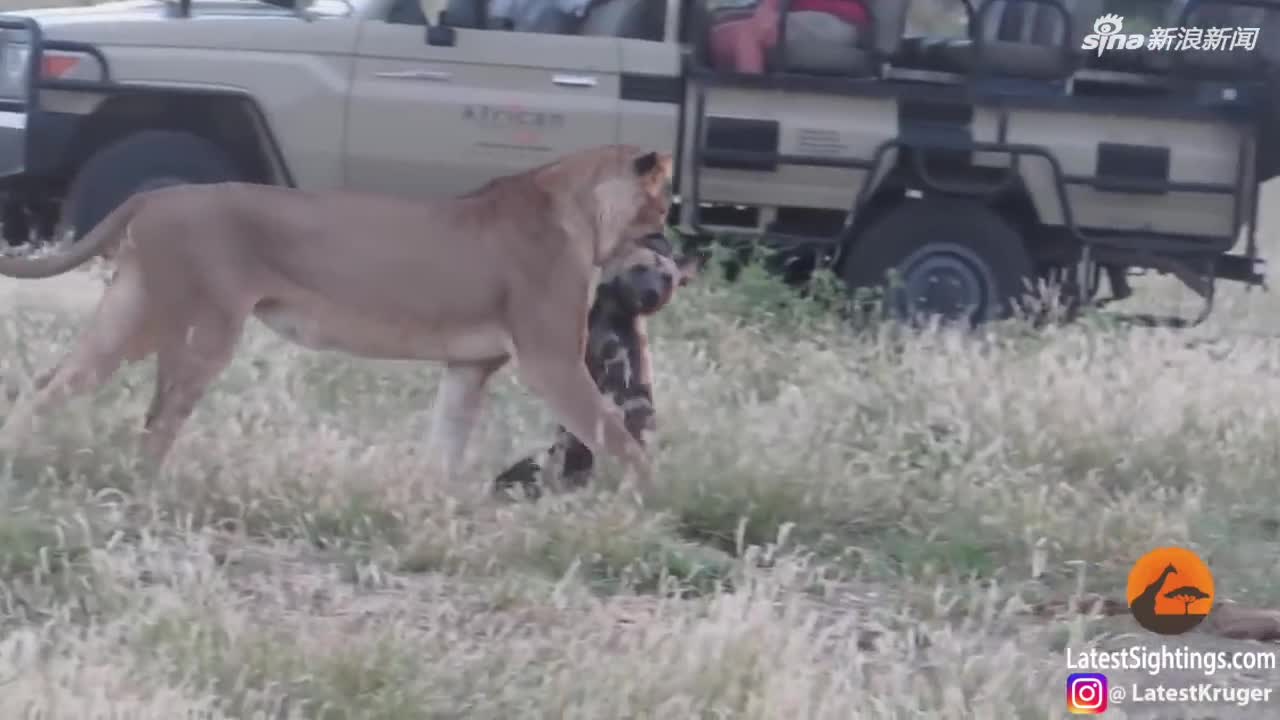视频：野狗关键时刻机智装死 从狮子口中惊险逃生