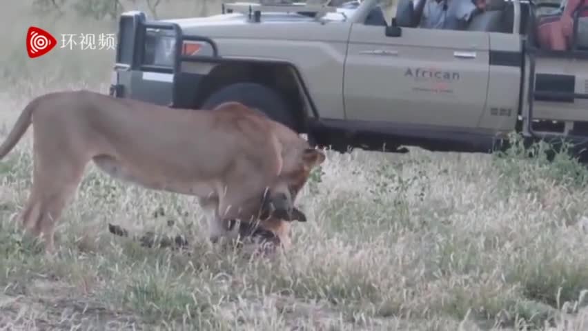 视频-机智的草原生活！野狗装死从狮子口中惊险逃生