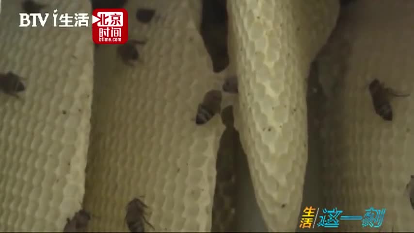 视频：蜜蜂在卧室内筑巢 房主凿墙掏出10斤蜂蜜