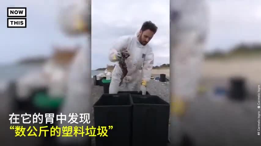 视频：幼年抹香鲸意大利海滩搁浅 胃里塞满塑料垃圾