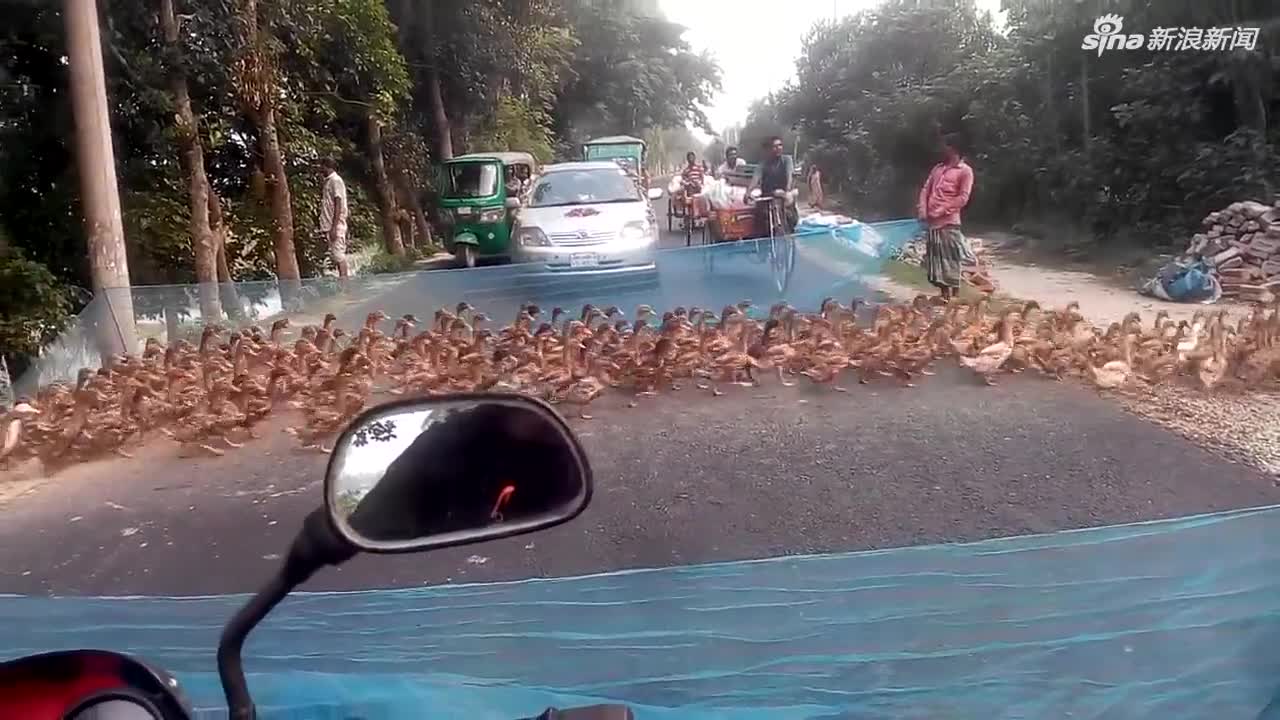 视频-鸭子“大军”出动！全体过马路花了40多秒