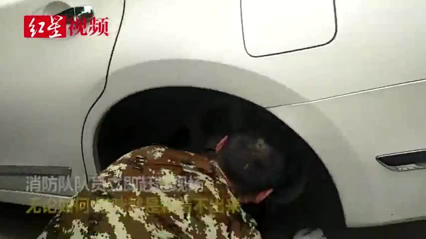 视频-有爱！小奶猫躲车底不出来 消防员卸下车轮援