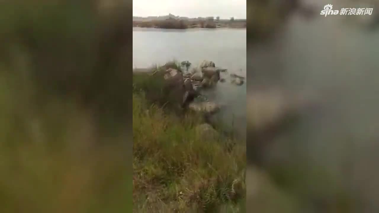 视频：印度水牛遭凶猛鳄鱼咬掉一条腿 靠三条腿坚强