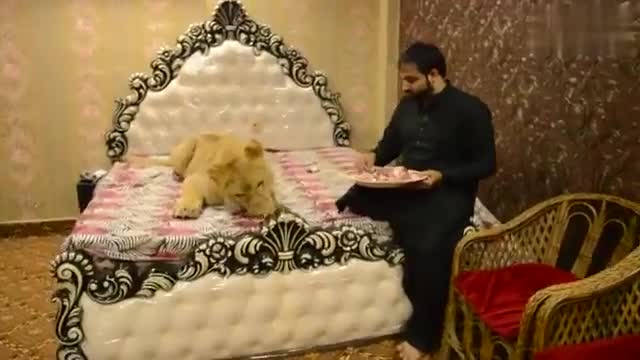 视频：巴基斯坦一男子在家养狮子 让它睡床上还吹空