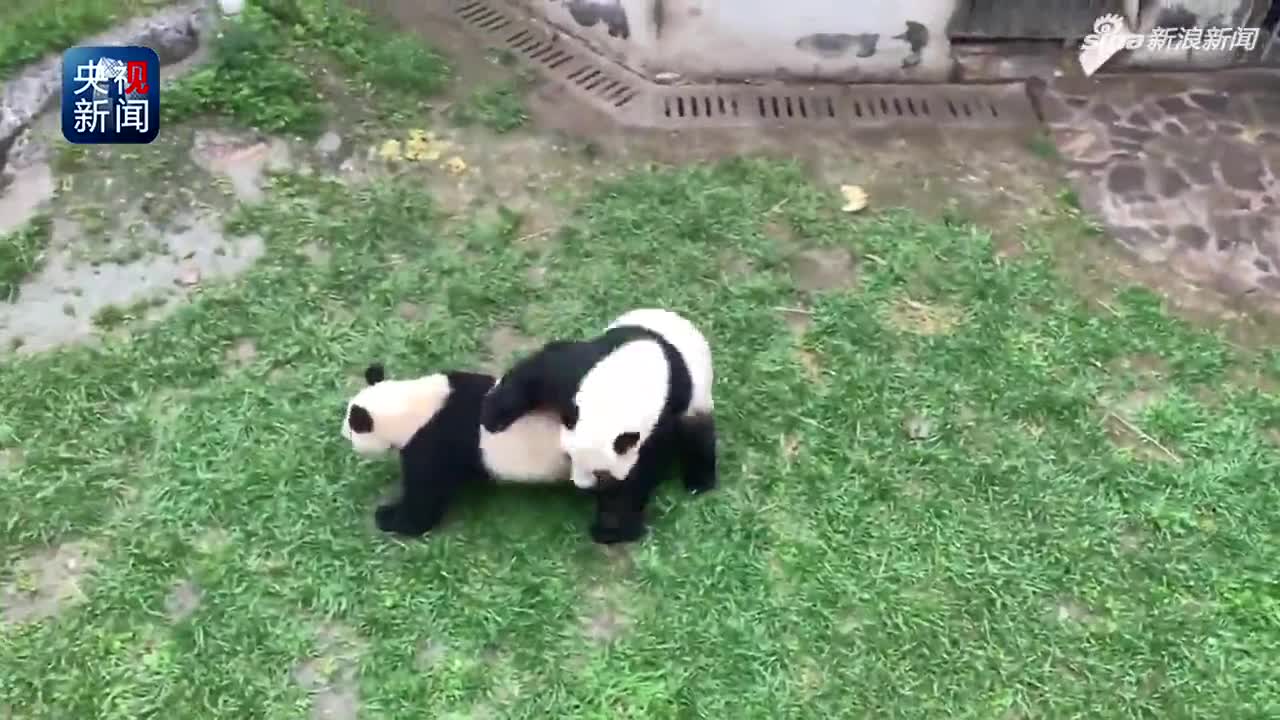 视频-大熊猫“萌萌”首次回川繁育 三个月后有望当