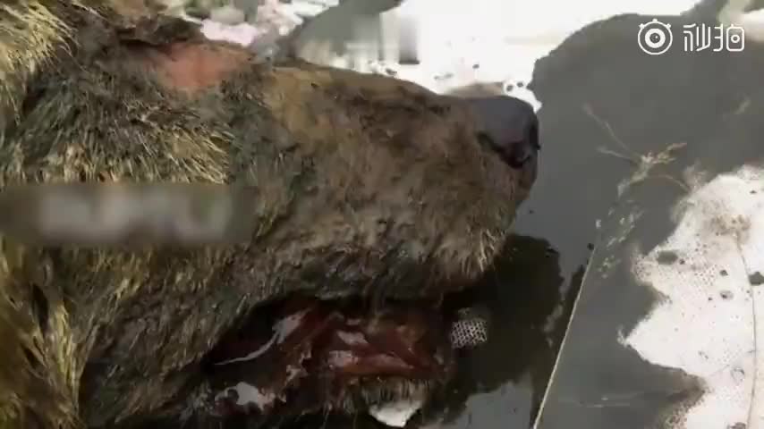 视频：西伯利亚发现3万年前狼头 头发牙齿保存完好