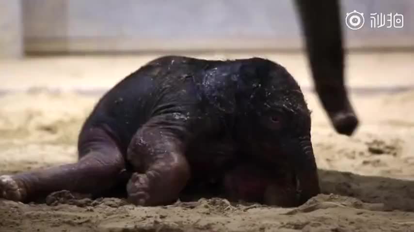 视频-萌到不行！欧洲最大亚洲象群喜添千金