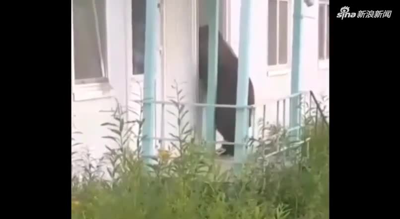 视频：俄罗斯棕熊扒窗硬闯食堂 遭灭火器怼脸狂喷当
