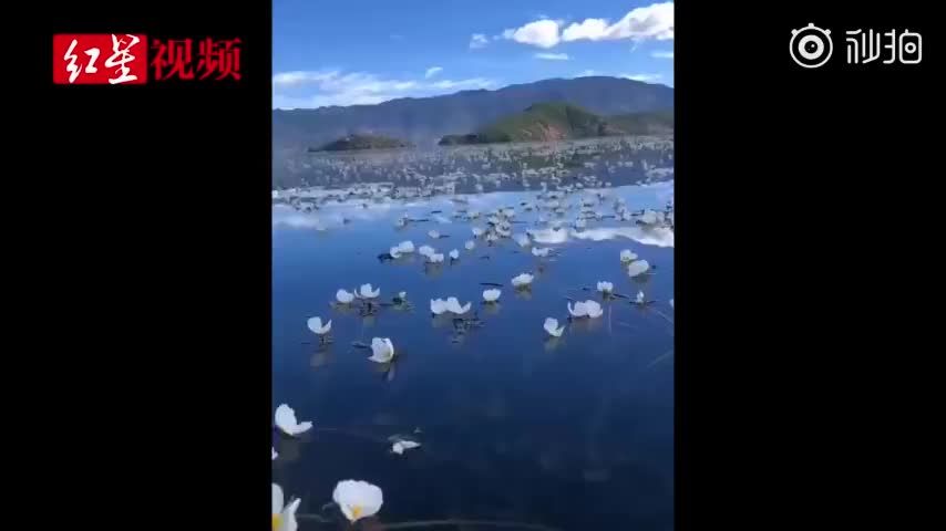 视频-美到窒息！泸沽湖海菜花盛开 宛如仙境