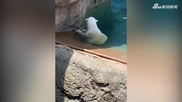 视频：动物园里北极熊捉了只活鸭子吃 游客们惊呆了