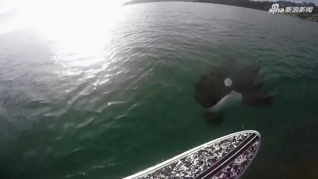 视频-惊险！小哥冲浪偶遇虎鲸：追着冲浪板张开嘴
