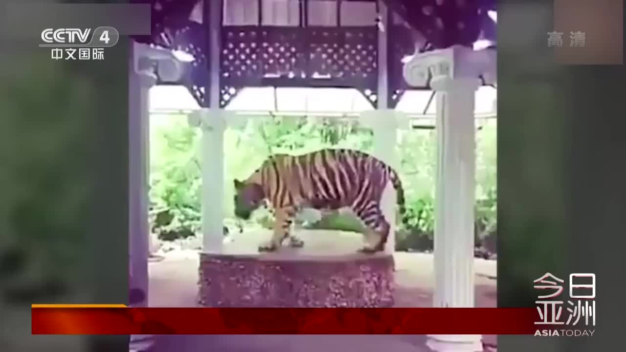 视频：泰国动物园老虎被锁圆台 被逼与游客合照