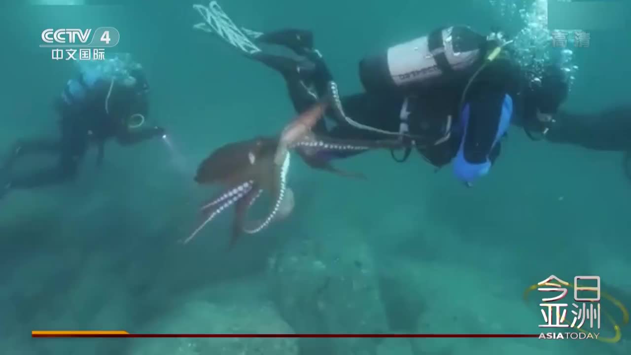视频：潜水员遇巨型章鱼“袭击”：无数吸盘“抓腿”