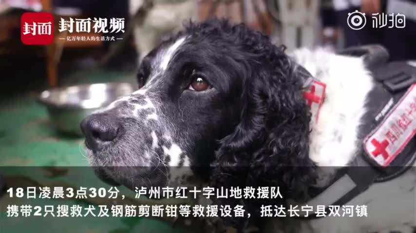 视频|搜救犬32小时排查房屋200间 搜救队员：