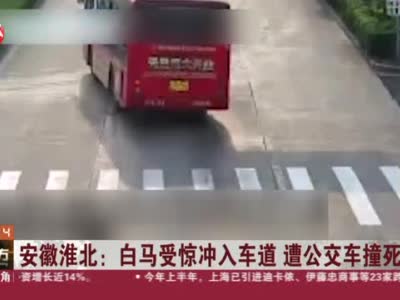 安徽淮北：白马受惊冲入车道  遭公交车撞死