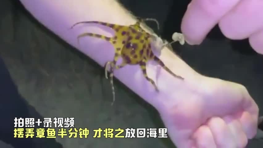 视频：游客抓剧毒蓝环章鱼自拍半分钟 完全不知会丧