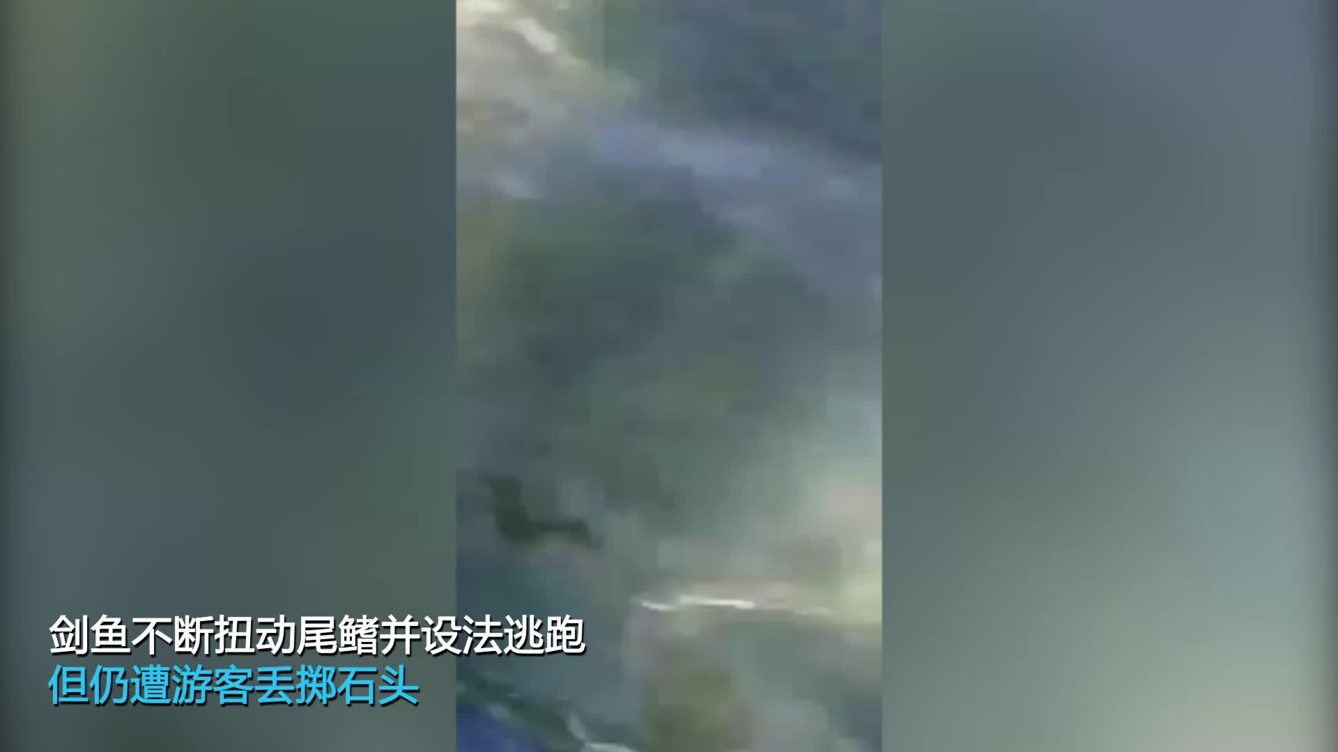 视频：痛心！剑鱼疑要游到浅滩产卵 惨遭游客乱石砸