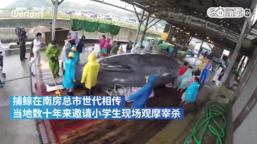 视频：日本组织小学生观看杀鲸鱼 校长称培养自豪感