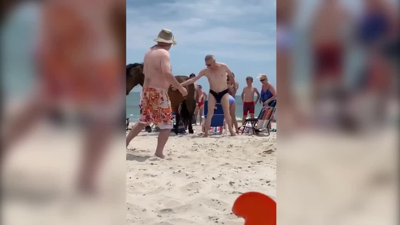 视频：男子海滩轻抚野马 被一脚踢中裆部重重摔倒在