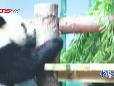 武汉动物园大熊猫“姐妹花”一天吃7顿 爱吃“咸宁竹”