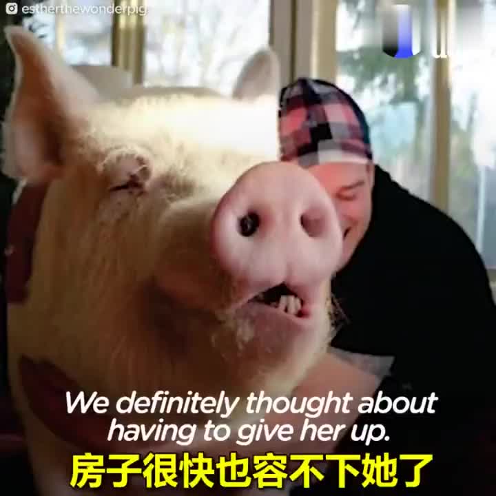 视频-加拿大男子养了只假迷你猪 体重直奔600斤