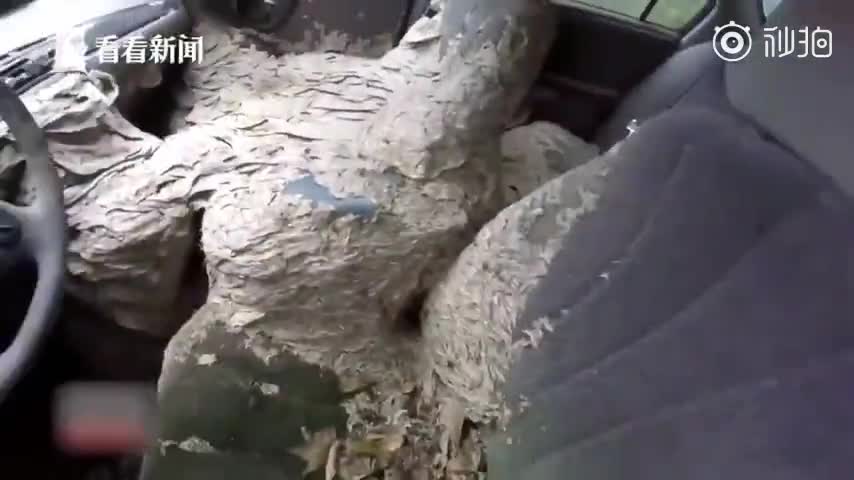 视频-恐怖！轿车遭大量胡蜂入侵 整个车厢变巨型蜂