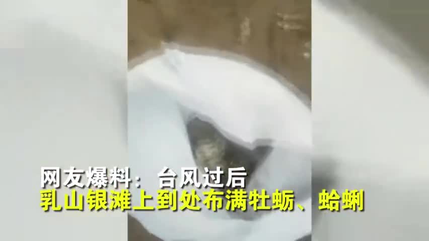 视频：台风过后威海海滩上全是海鲜 市民拎水桶麻袋