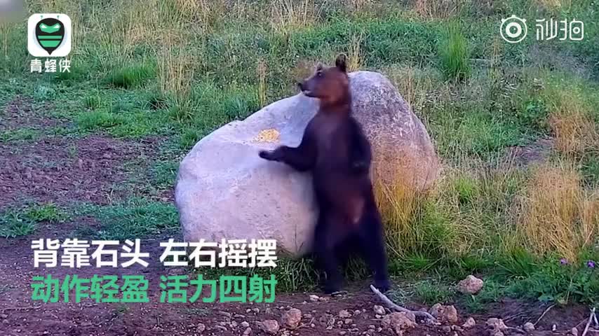 视频-罗马尼亚棕熊突然“起舞”：原来是为挠痒痒