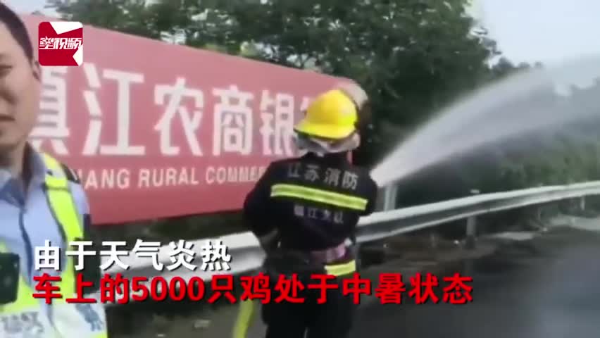 视频|货车抛锚5000只鸡集体中暑 消防员高速上