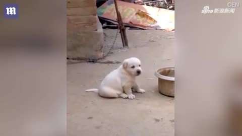 视频：乌克兰狗宝宝逼真模仿公鸡打鸣 萌化网友