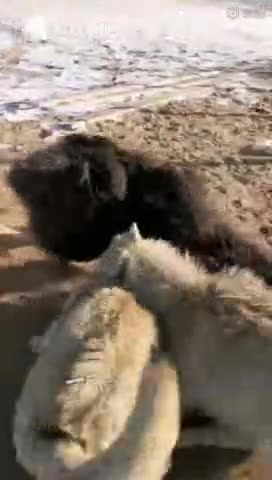 视频|知恩图报！藏獒混入狼群1年成狼王 有肉先献