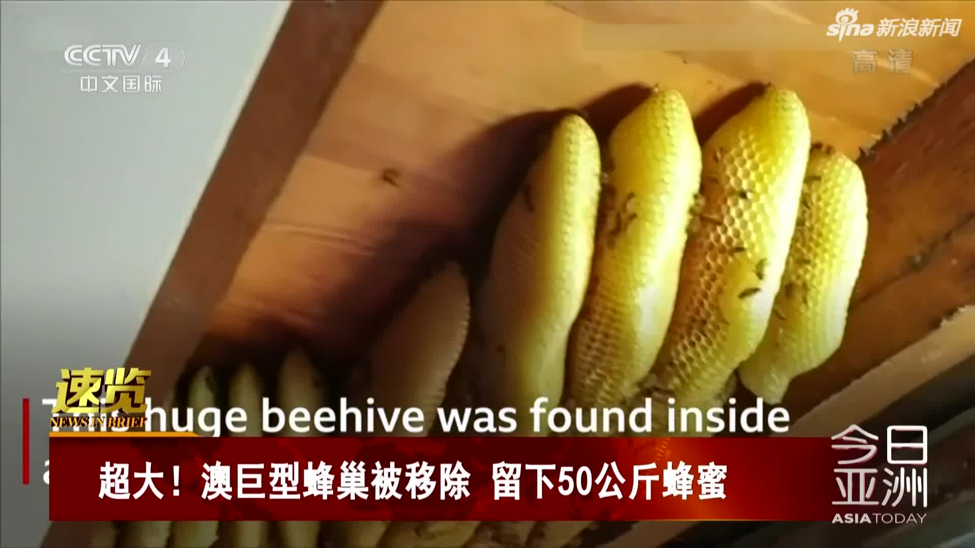 视频-澳巨型蜂巢被移除  留下50公斤蜂蜜