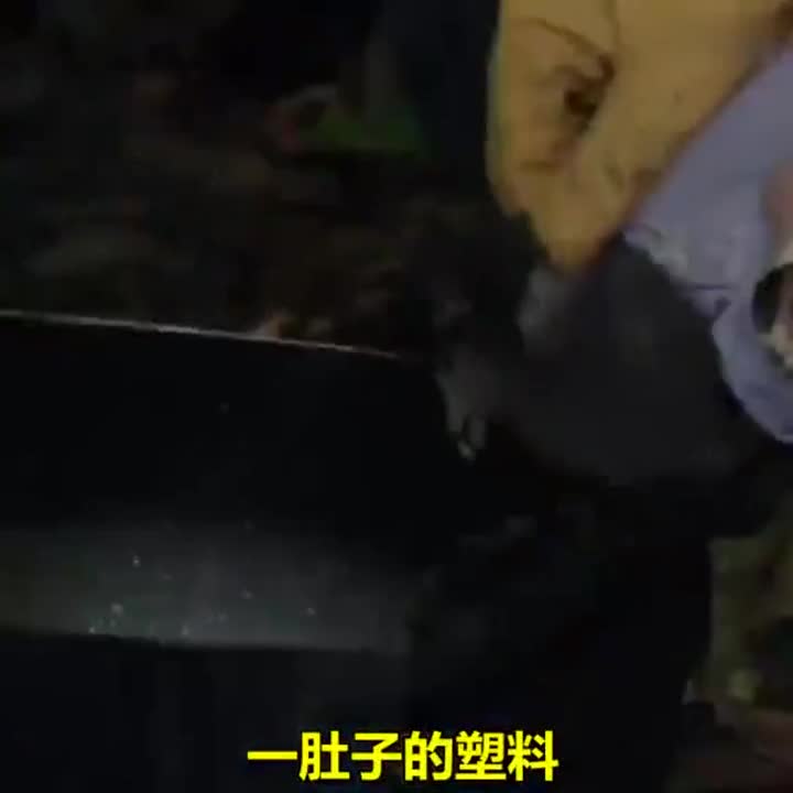 视频-救助人员给小鸟洗胃 吐出的全是塑料