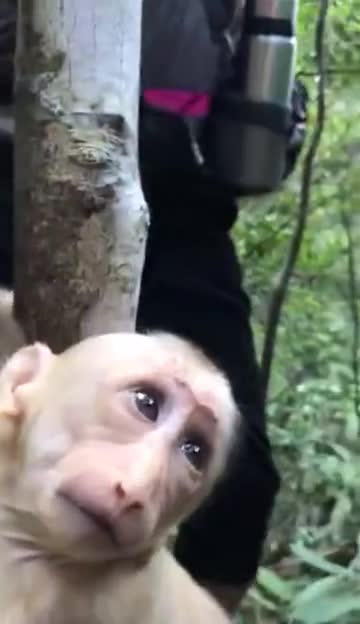 视频-顽皮小猴手卡树枝 哭唧唧求救