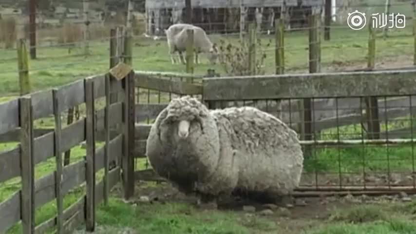视频-澳网红绵羊去世 曾因不愿剃羊毛离家出走