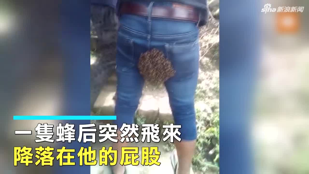 视频：小伙臀部惨遭蜜蜂群筑巢 赶也赶不走