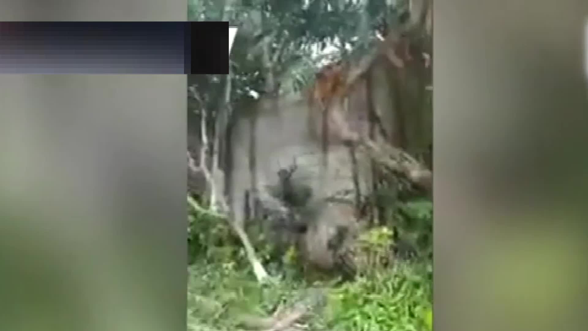 视频：菲律宾一架小型飞机坠毁致7人死亡